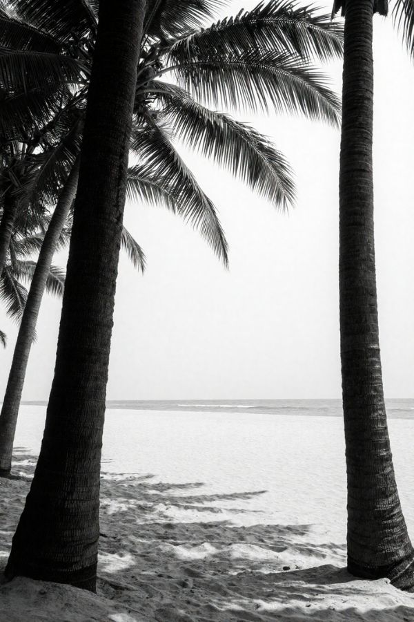 Minimalist black and white seascape featuring two prominent palm tree trunks framing a tranquil beach and ocean horizon under soft, overcast lighting.